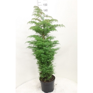 Cryptomeria japonica 'Elegans' P29 potgekweekt