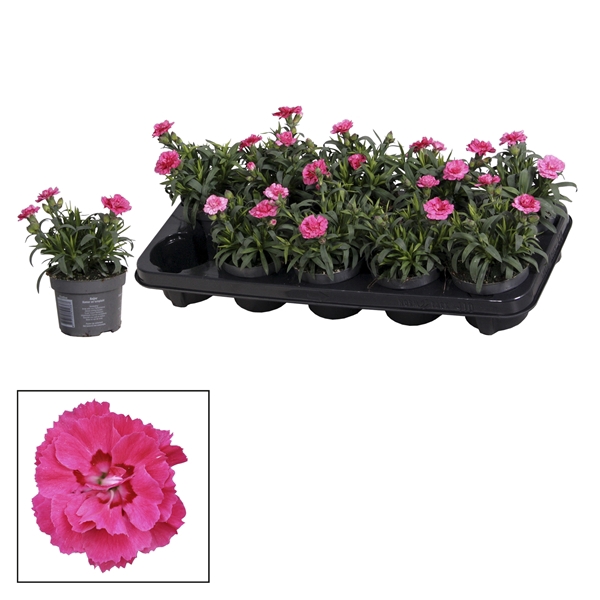 <h4>Dianthus - 10,5 cm - Oscar Purple Wings</h4>