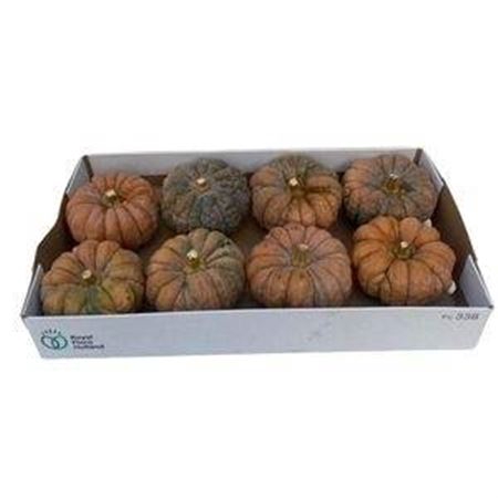 <h4>Sier Cuc P Moschata Hayato Muskaat X6</h4>