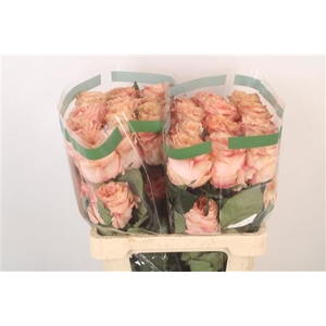 R Gr Ec Crown Princess