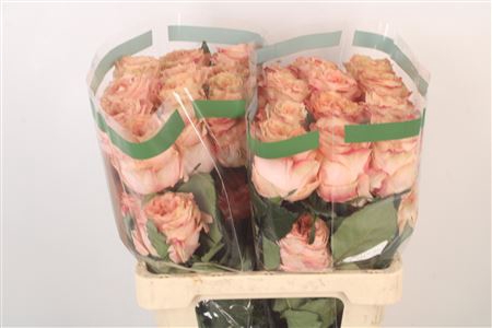 <h4>R Gr Ec Crown Princess</h4>