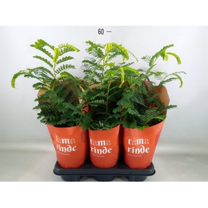 Tamarindus indica