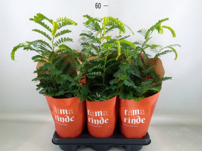 <h4>Tamarindus indica</h4>