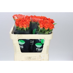 Rosa Gr Naranga