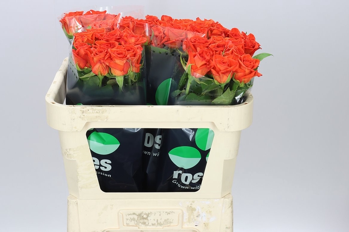 <h4>Rosa Gr Naranga</h4>