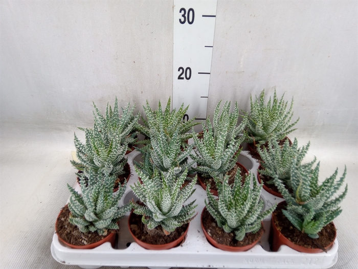 <h4>Aloe humilis</h4>