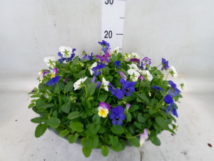 <h4>Viola corn.   ...mix</h4>