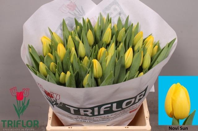 <h4>Tu En Novi Sun</h4>