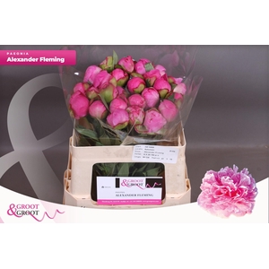 Paeonia Dr. Alexander Fleming | Heavy Quality