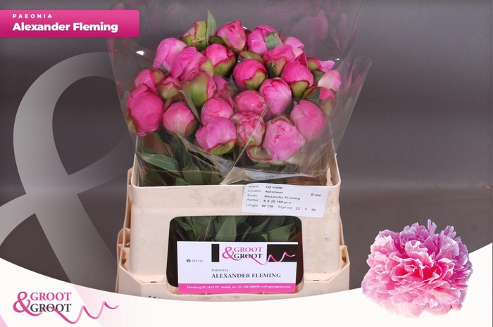 <h4>Paeonia Dr. Alexander Fleming | Heavy Quality</h4>