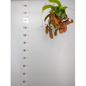 Nepenthes    ...