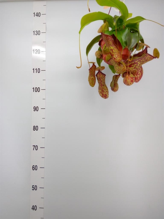 <h4>Nepenthes    ...</h4>