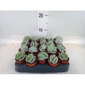 Cotyledon undulata
