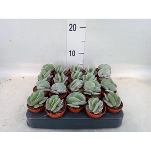 Cotyledon undulata