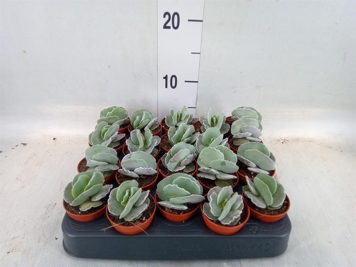 <h4>Cotyledon undulata</h4>