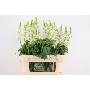 LUPINUS JAVELIN WHITE