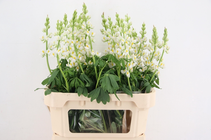 <h4>LUPINUS JAVELIN WHITE</h4>