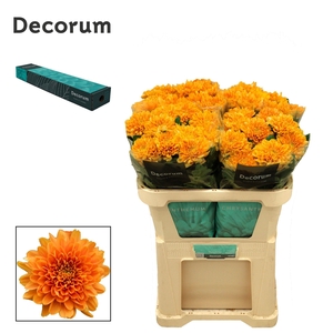 Chr G Kalimba Orange