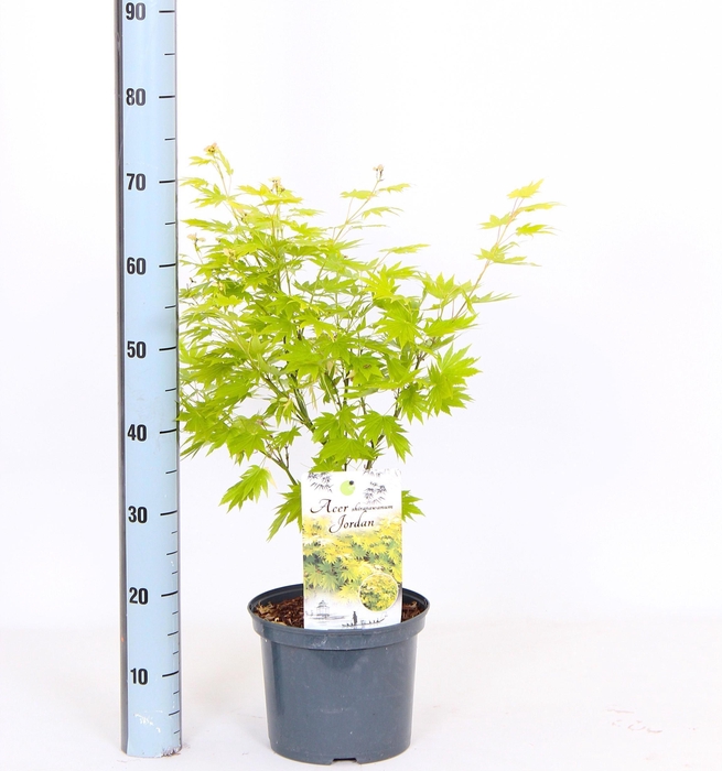 <h4>ACER SH JORDAN</h4>