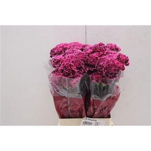 Di St Nob Burgundy