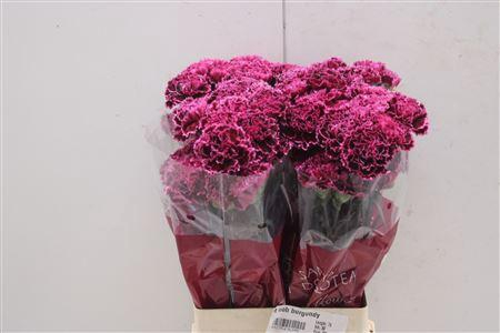 <h4>Di St Nob Burgundy</h4>