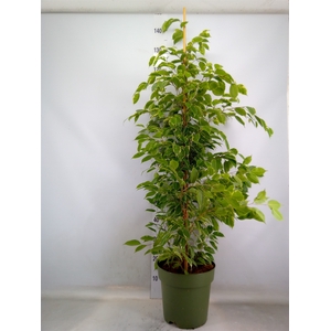 Ficus benja. 'Golden King'