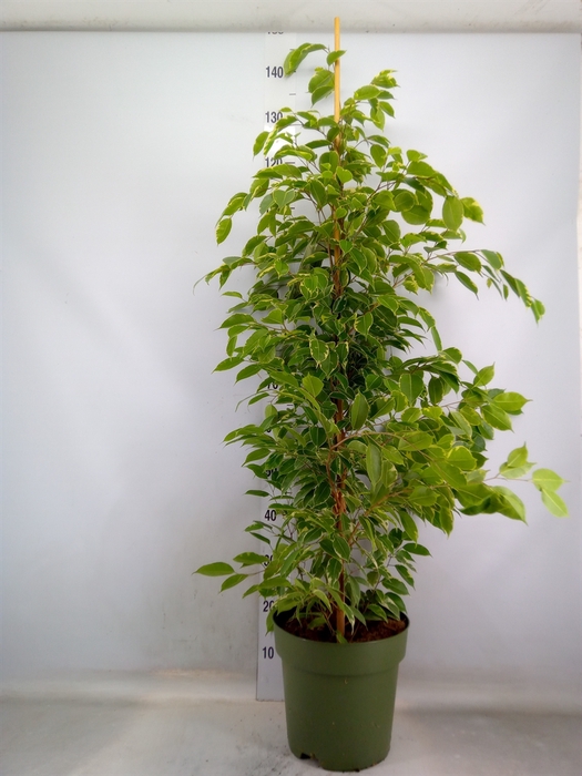 <h4>Ficus benja. 'Golden King'</h4>