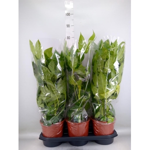 Fatsia japonica   ...