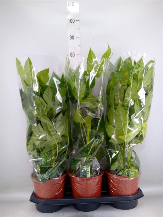 <h4>Fatsia japonica   ...</h4>