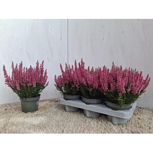CALLU BL  MICHELLE