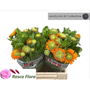 CALEND GREEN SPOT OR