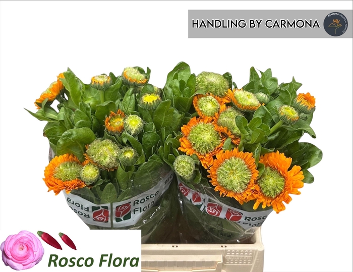 <h4>CALEND GREEN SPOT OR</h4>