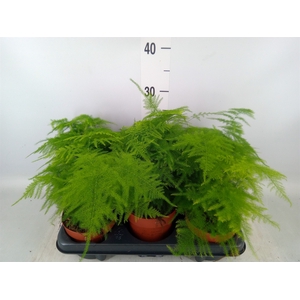 Asparagus setaceus