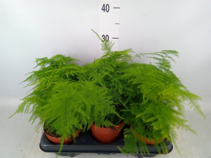 <h4>Asparagus setaceus</h4>