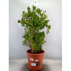 Crassula ovata