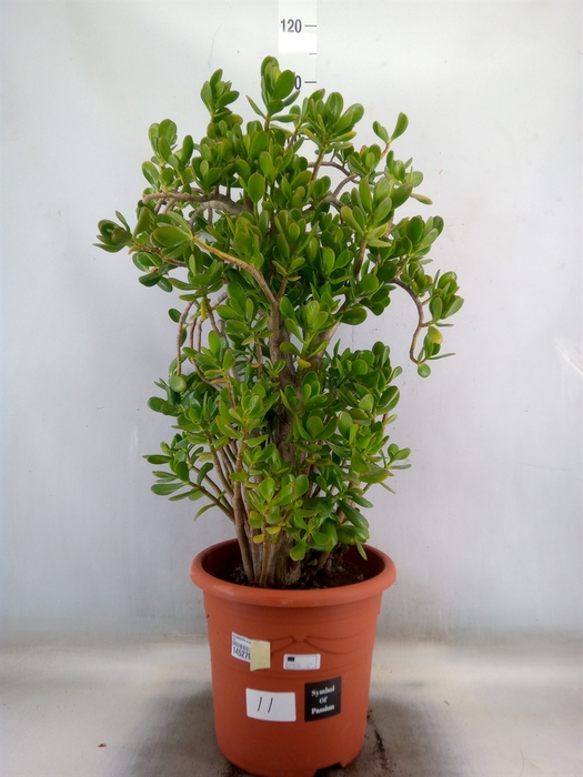 <h4>Crassula ovata</h4>