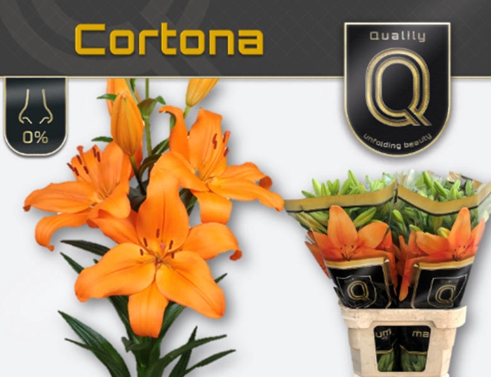 <h4>Li La Cortona Magnum 5+ Qualily</h4>