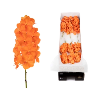 Vanda  'Natcha Princess Orange'