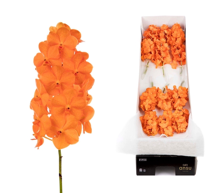 <h4>Vanda 'Natcha Princess Orange'</h4>