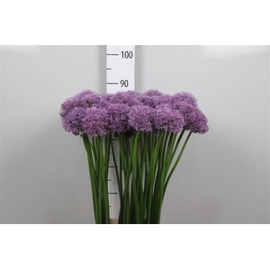 Allium Gladiator