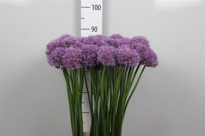 <h4>Allium Gladiator</h4>