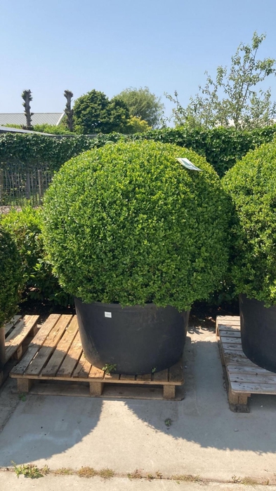 <h4>Buxus overig</h4>