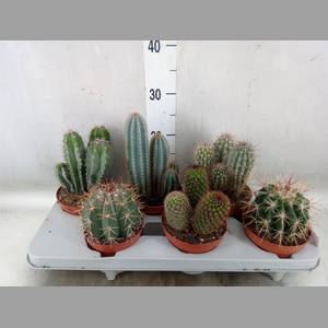 Cactus   ...mix