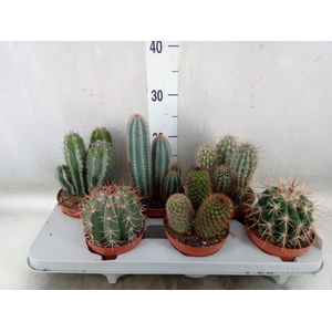 Cactus   ...mix