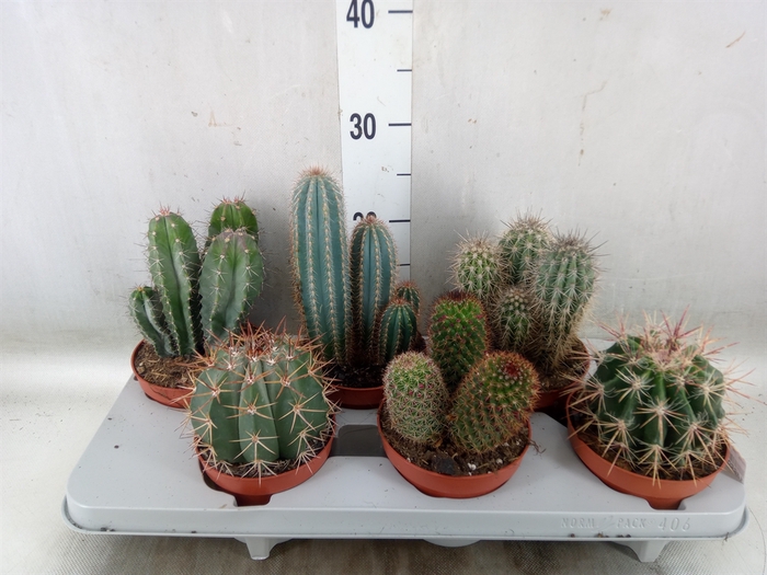 <h4>Cactus   ...mix</h4>