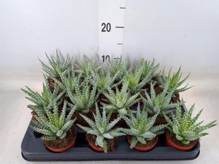<h4>Aloe humilis</h4>