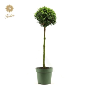 Buxus semp. Mono-Ball on Stem P23