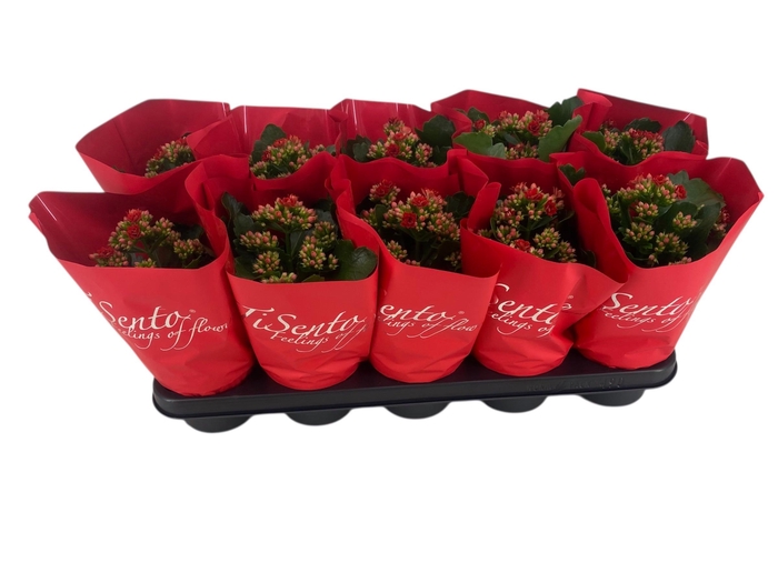 <h4>KAL GE PERFECTA RED</h4>