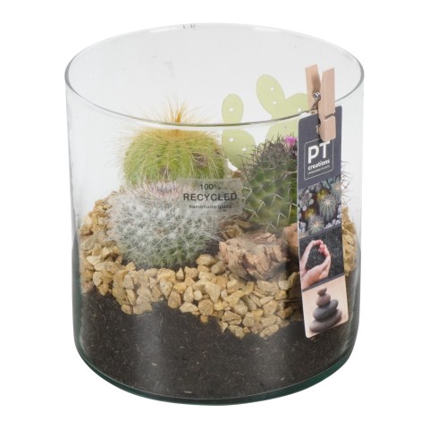 PTCT4663 Arrangementen Cactus