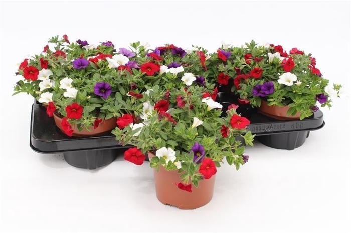 <h4>Calibrachoa "Café de Paris" Tricolor Red/Blue/White</h4>